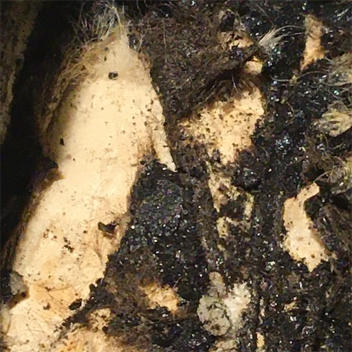 f:id:A2laboratory:20221217002645j:image