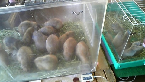 f:id:A30:20100429160910j:image f:id:A30:20100429160910j:image