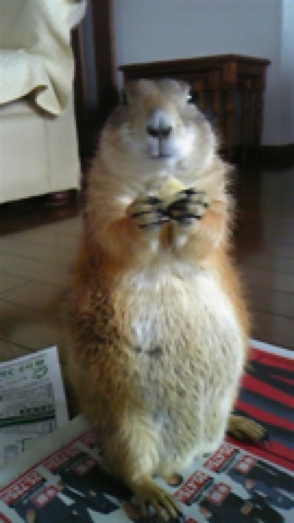 f:id:A30:20100529131234j:image f:id:A30:20100529131234j:image