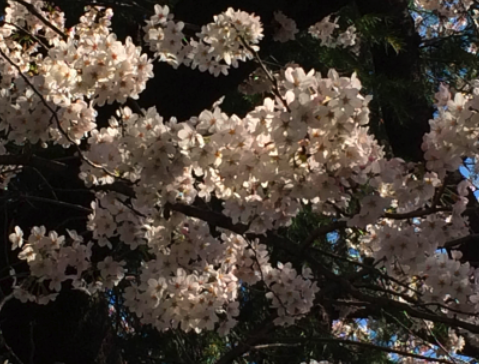 f:id:A30:20150331155437p:image