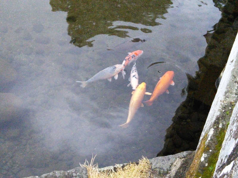 イメージ 5