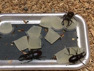 イメージ 5