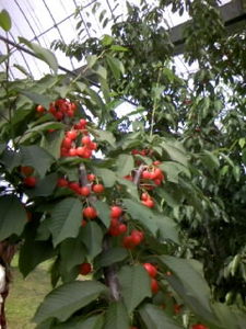 f:id:ABLZ:20080608144941j:image