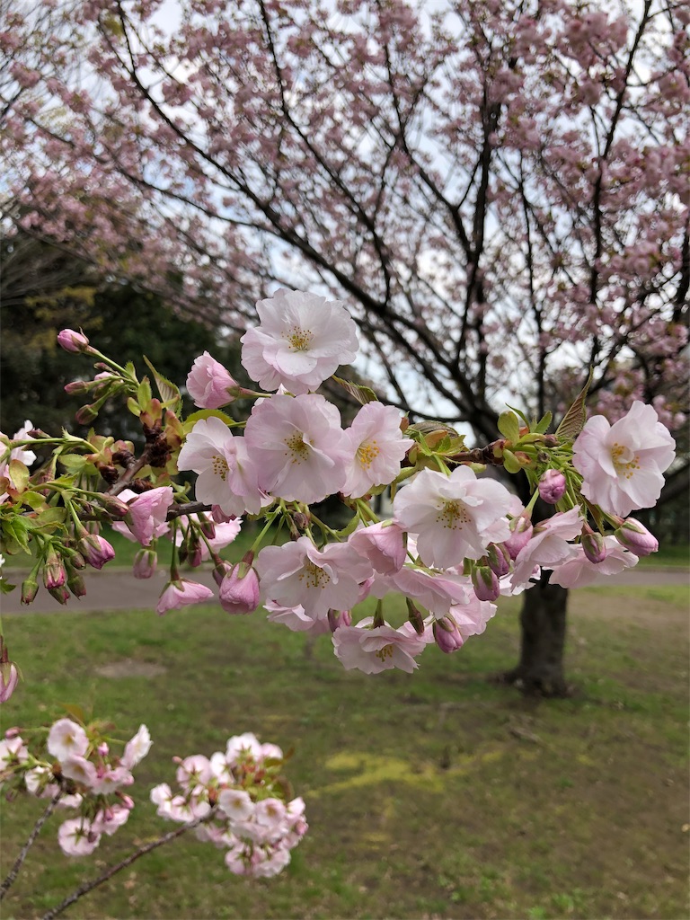 f:id:ABi-R:20190331213713j:image f:id:ABi-R:20190331213713j:image
