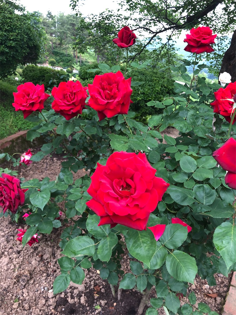 f:id:ABi-R:20190609101841j:image f:id:ABi-R:20190609101841j:image