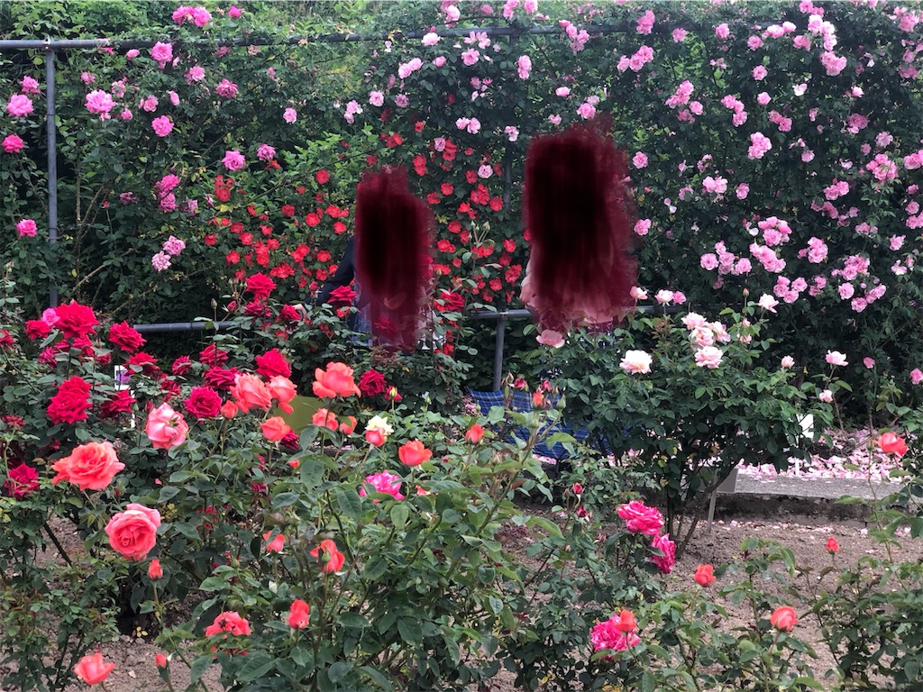 f:id:ABi-R:20190609121219j:image f:id:ABi-R:20190609121219j:image