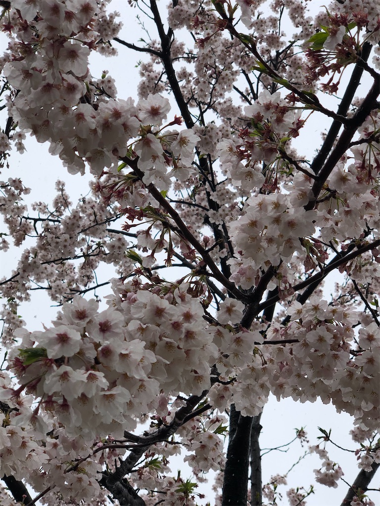 f:id:ABi-R:20200329225117j:image
