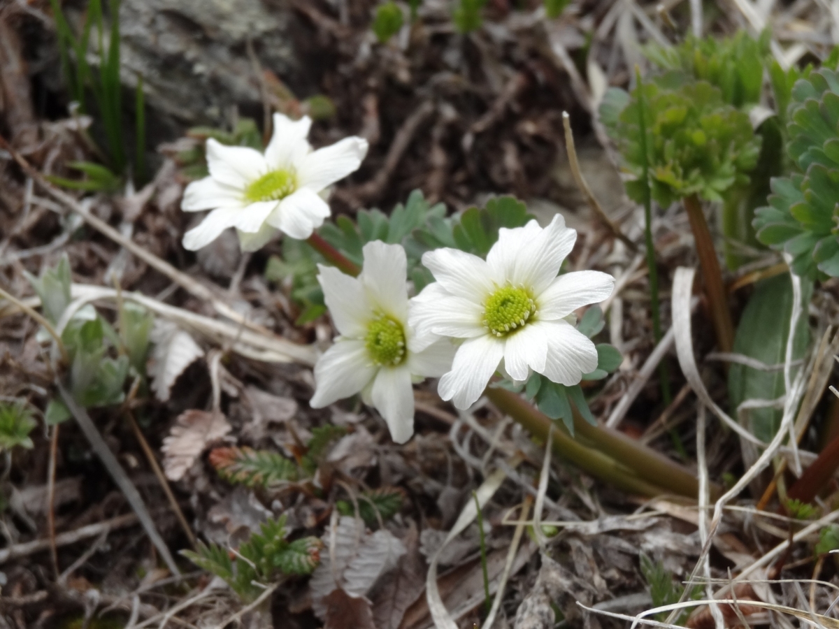 f:id:ABi-R:20200705092625j:plain