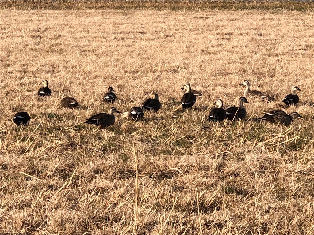 f:id:ABi-R:20210214232858j:image f:id:ABi-R:20210214232858j:image