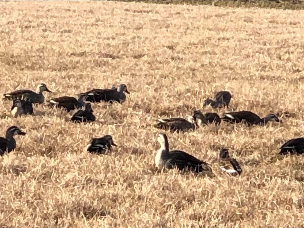 f:id:ABi-R:20210214232903j:image f:id:ABi-R:20210214232903j:image