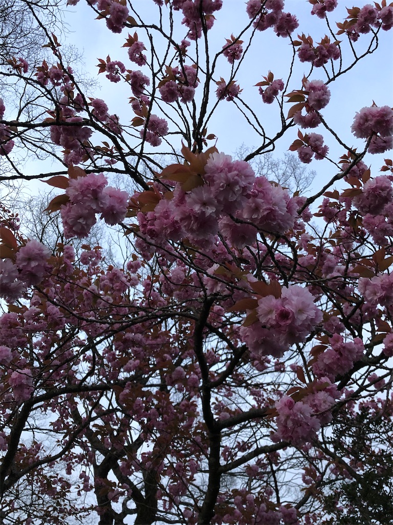 f:id:ABi-R:20210425175819j:image f:id:ABi-R:20210425175819j:image