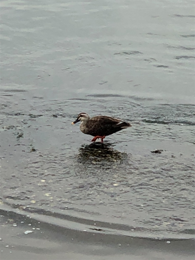 f:id:ABi-R:20210706182207j:image f:id:ABi-R:20210706182207j:image