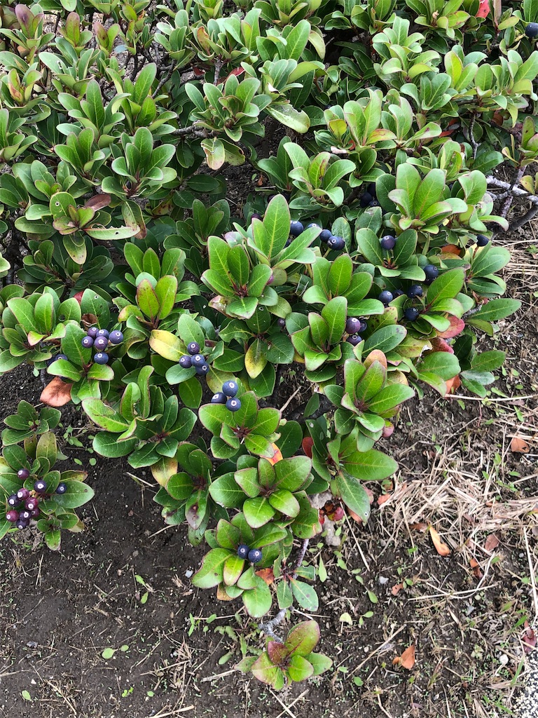 f:id:ABi-R:20211031165900j:image f:id:ABi-R:20211031165900j:image