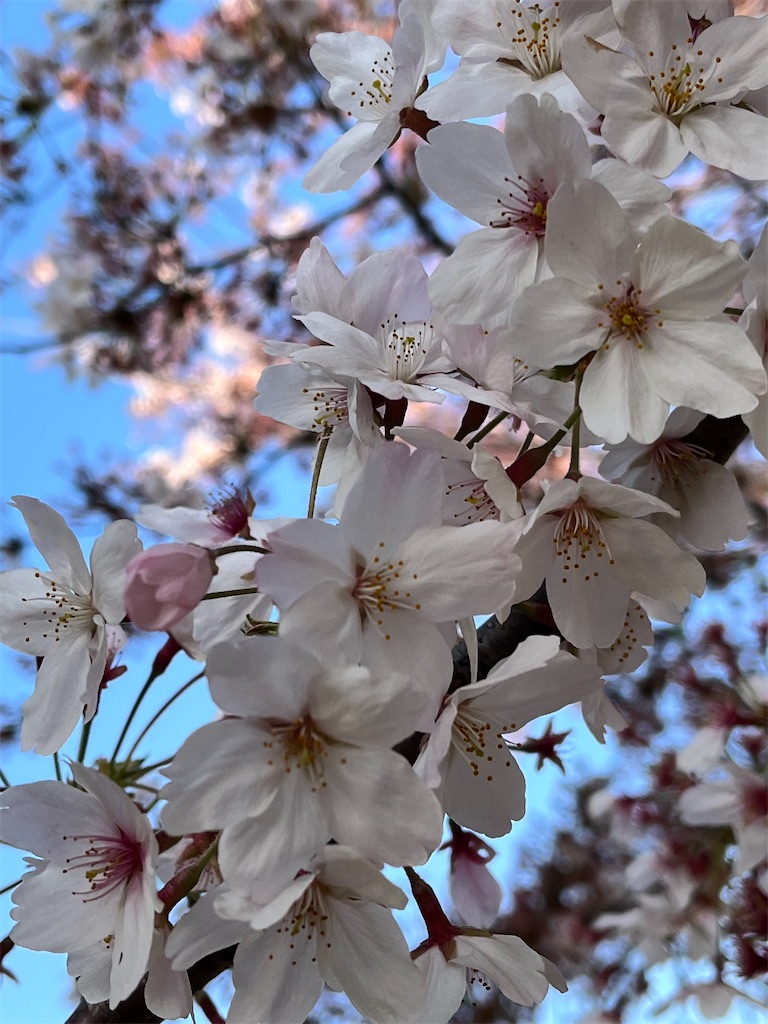 f:id:ABi-R:20220410235956j:image