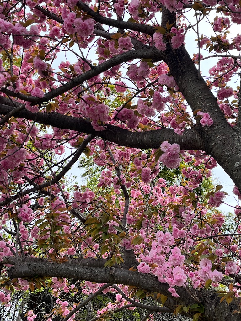 f:id:ABi-R:20220417183739j:image