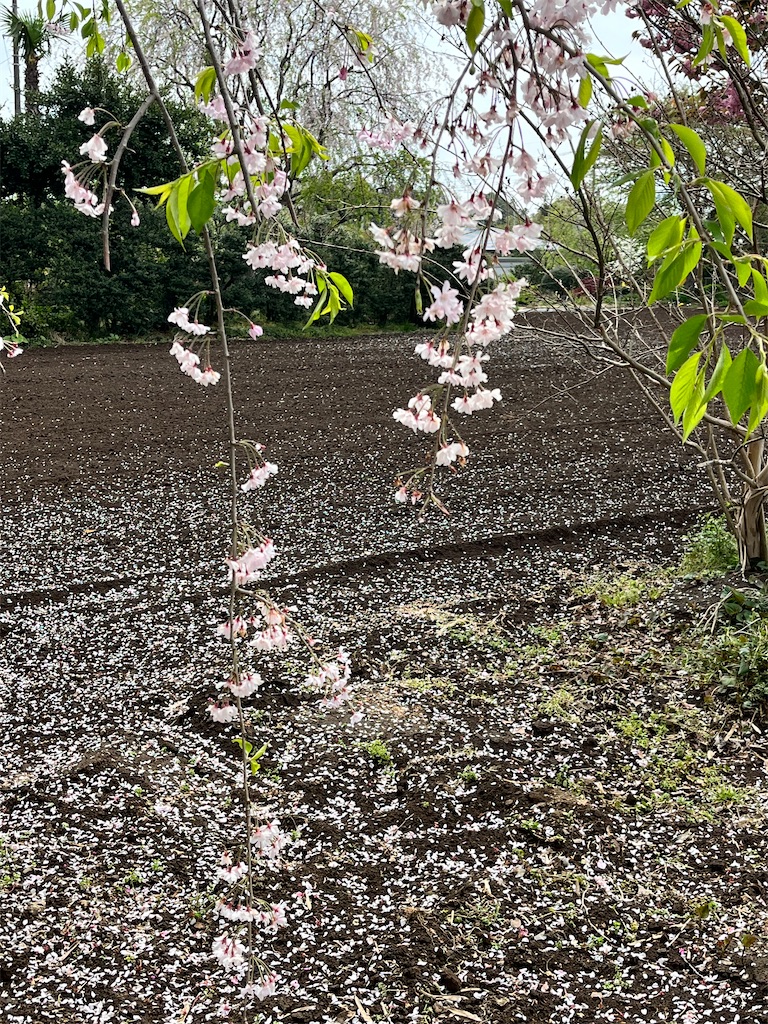 f:id:ABi-R:20220417183743j:image