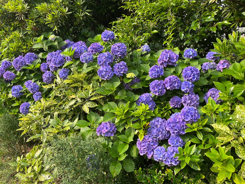 f:id:ABi-R:20220621200531j:image f:id:ABi-R:20220621200531j:image