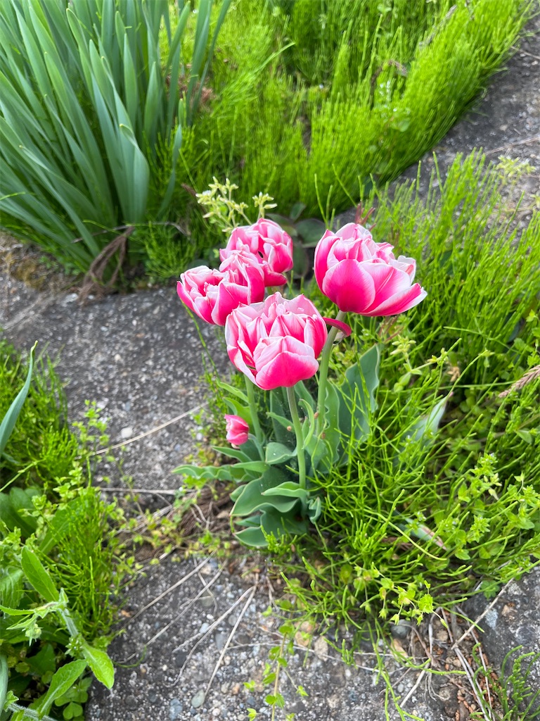 f:id:ABi-R:20230503183621j:image f:id:ABi-R:20230503183621j:image