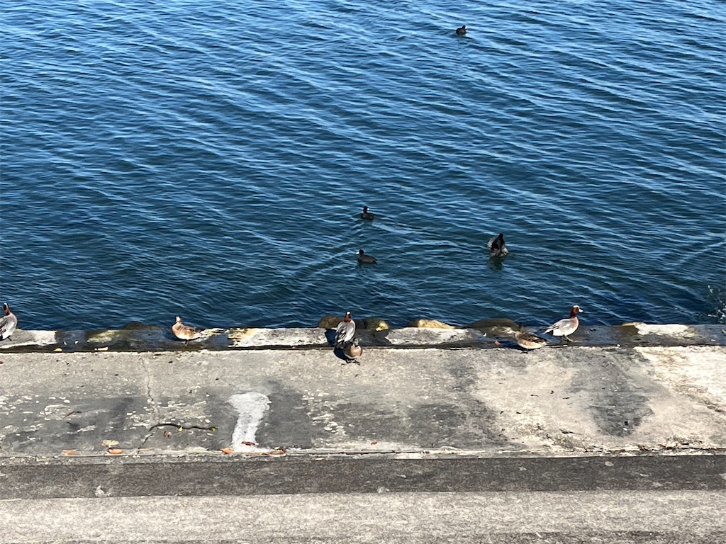 f:id:ABi-R:20240115054942j:image f:id:ABi-R:20240115054942j:image