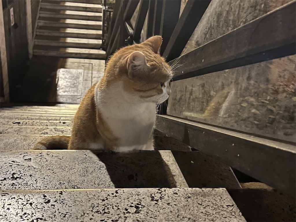 f:id:ABi-R:20240128204330j:image f:id:ABi-R:20240128204330j:image