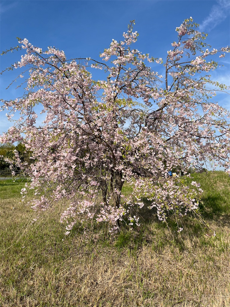 f:id:ABi-R:20240413191719j:image