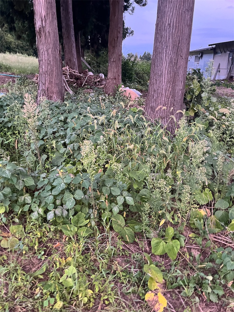 f:id:ABi-R:20240918180339j:image f:id:ABi-R:20240918180339j:image