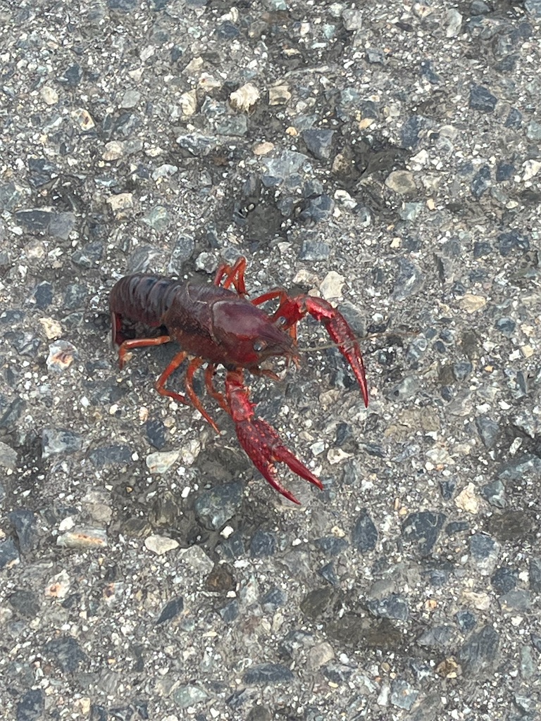 f:id:ABi-R:20240920150632j:image f:id:ABi-R:20240920150632j:image