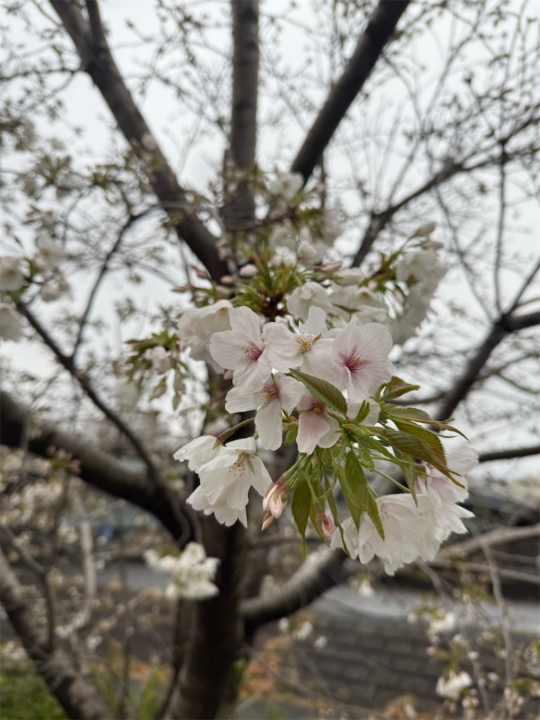 f:id:ABi-R:20250329201814j:image f:id:ABi-R:20250329201814j:image