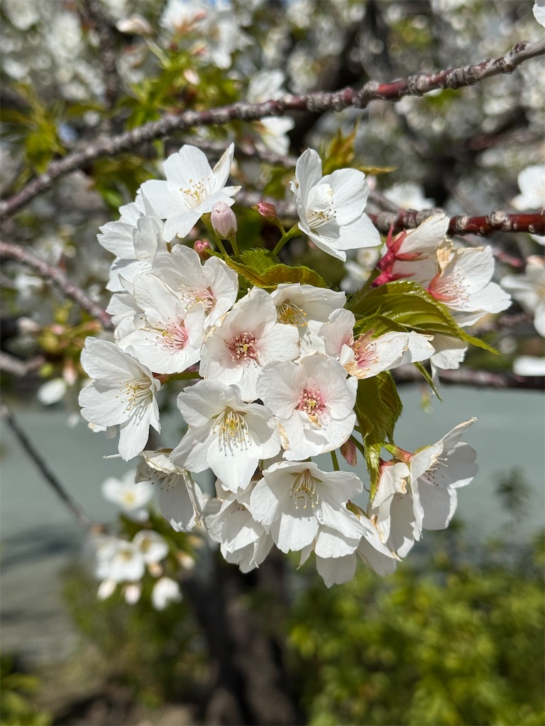 f:id:ABi-R:20250406233408j:image f:id:ABi-R:20250406233408j:image