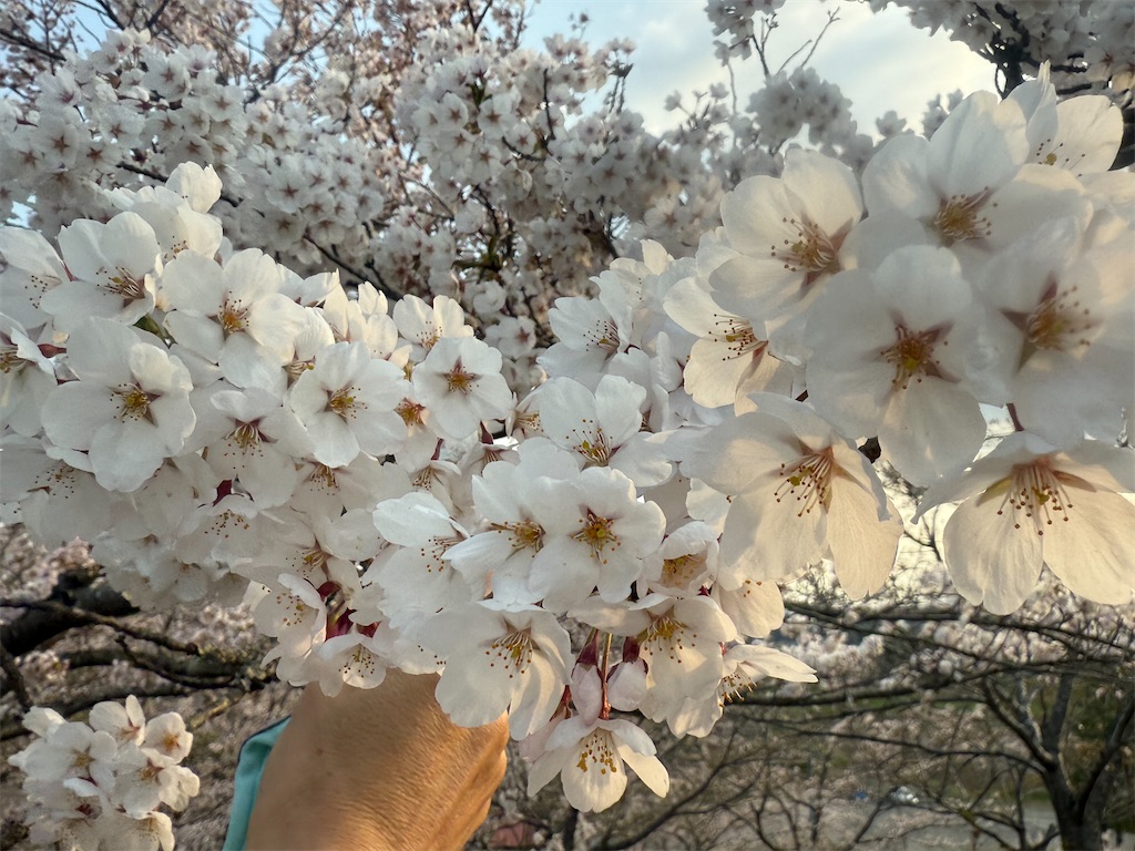 f:id:ABi-R:20250427174102j:image f:id:ABi-R:20250427174102j:image