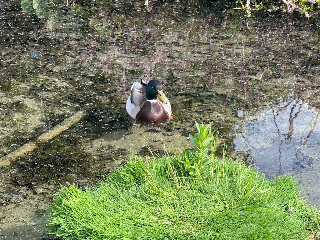 f:id:ABi-R:20250427180201j:image