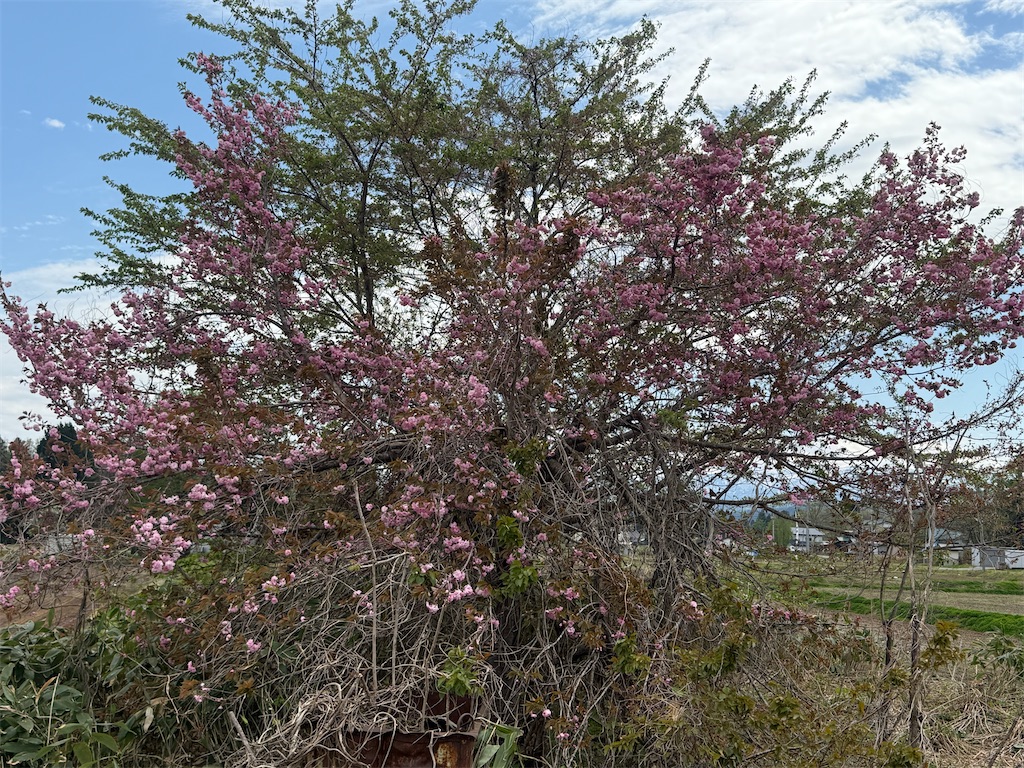 f:id:ABi-R:20250503175952j:image f:id:ABi-R:20250503175952j:image