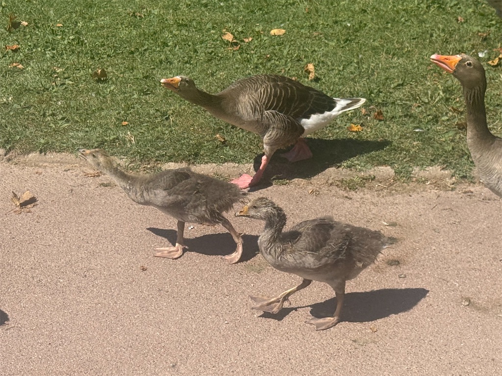 f:id:ABi-R:20250724073545j:image f:id:ABi-R:20250724073545j:image