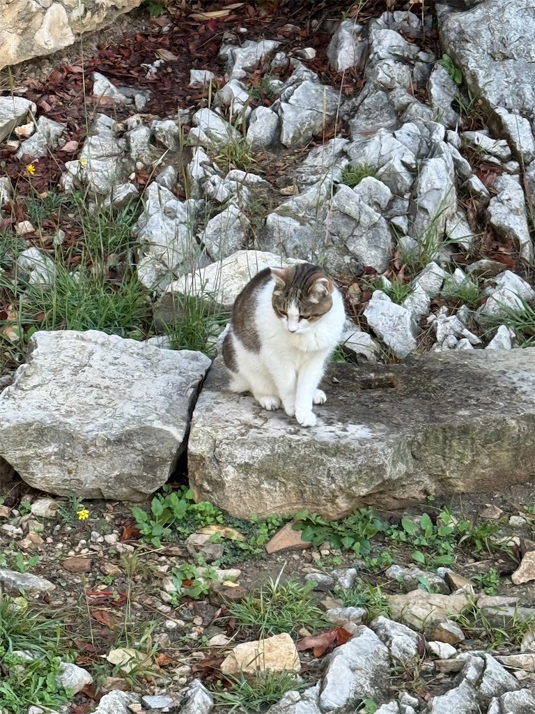 f:id:ABi-R:20251103112218j:image f:id:ABi-R:20251103112218j:image