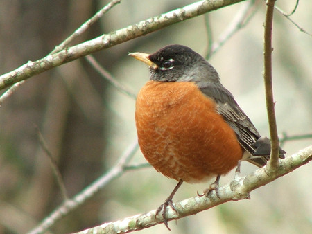 American Robin（コマツグミ）