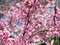 Eastern Redbud