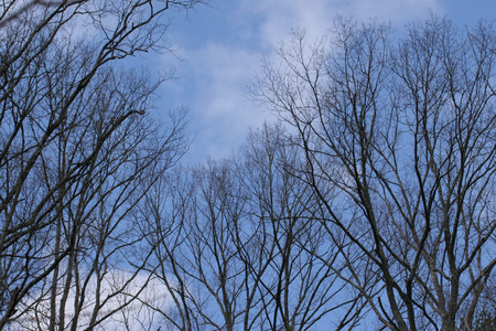 冬の空