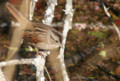 20081120161018