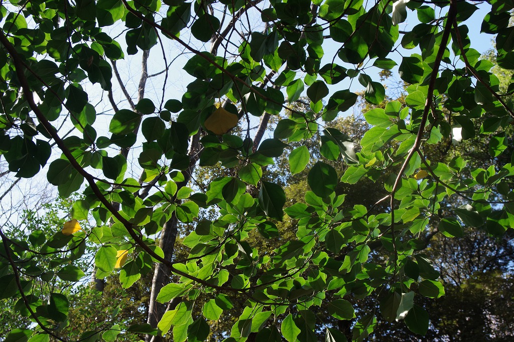 f:id:ADABANA:20220116224948j:plain