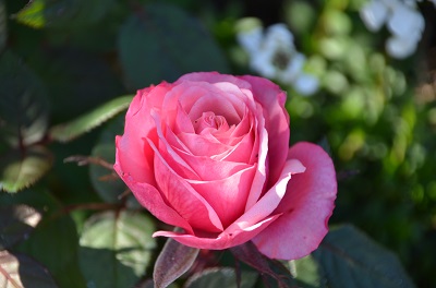 f:id:AI_ML_DL:20190816152645j:plain f:id:AI_ML_DL:20190816152645j:plain