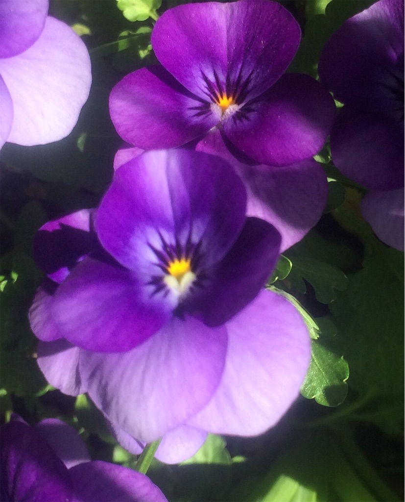 f:id:AIaoko:20200409184814j:image f:id:AIaoko:20200409184814j:image