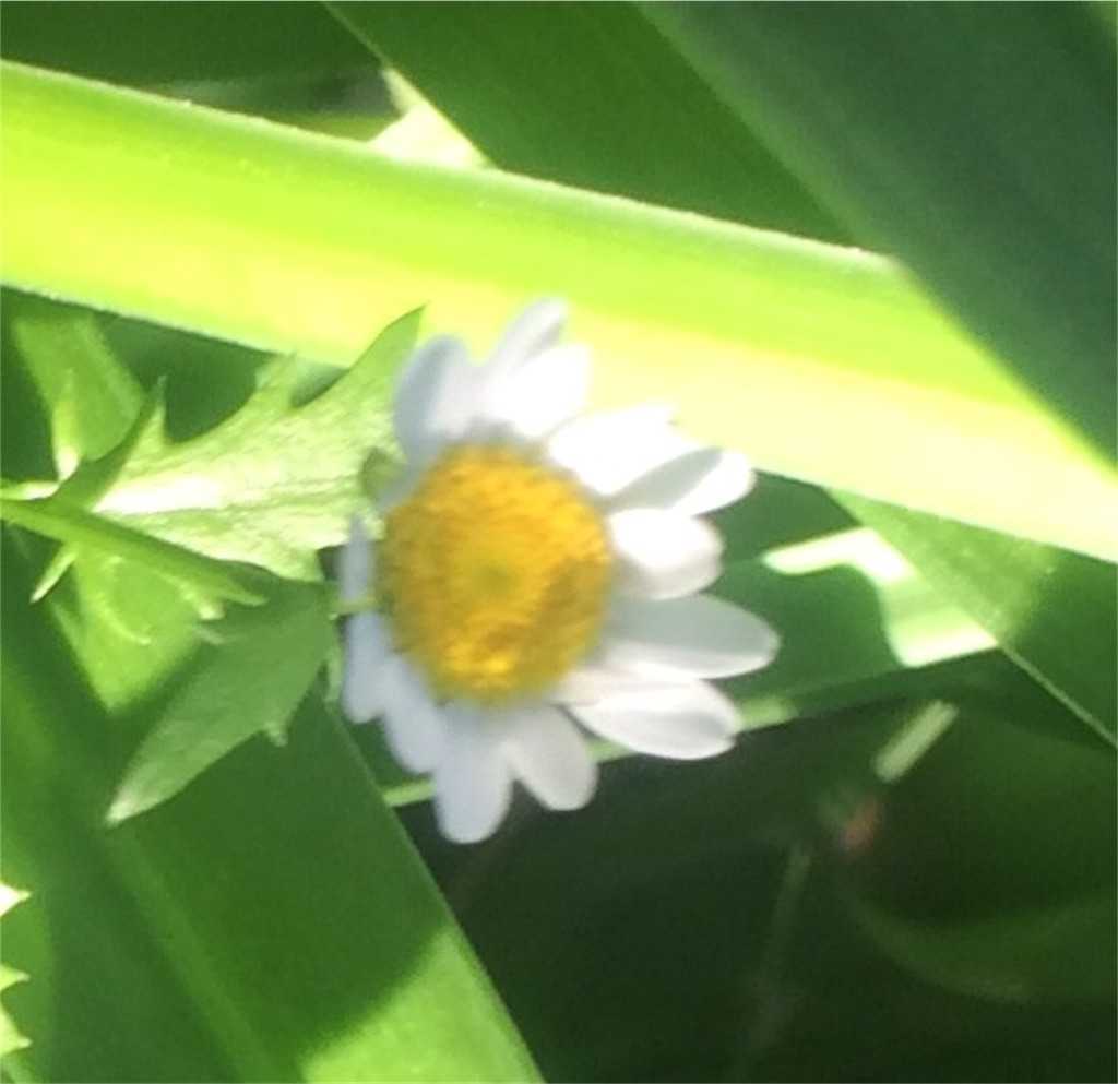 f:id:AIaoko:20200510145136j:image f:id:AIaoko:20200510145136j:image