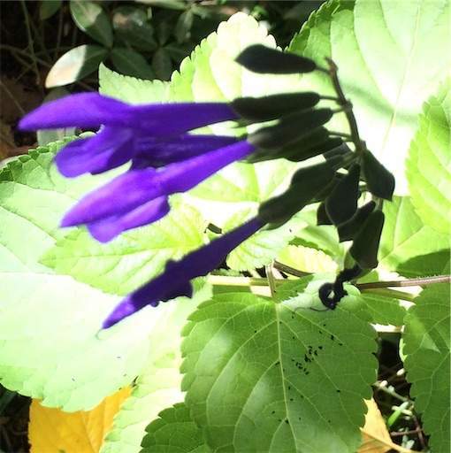 f:id:AIaoko:20201005172303j:plain f:id:AIaoko:20201005172303j:plain