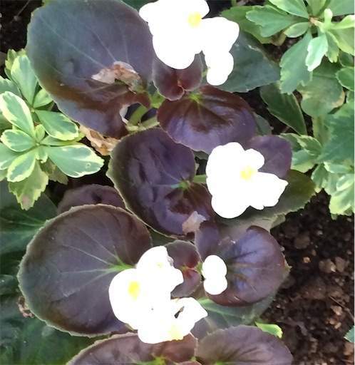 f:id:AIaoko:20210202160346j:image