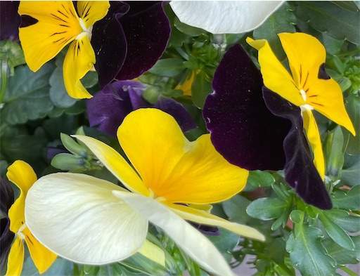 f:id:AIaoko:20210316165115j:image