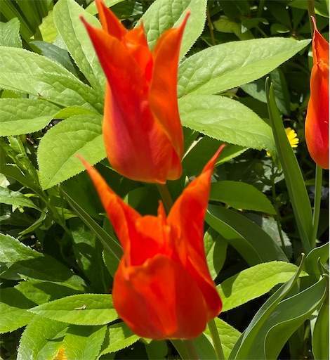 f:id:AIaoko:20210412163408j:image f:id:AIaoko:20210412163408j:image