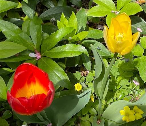 f:id:AIaoko:20210412164614j:image