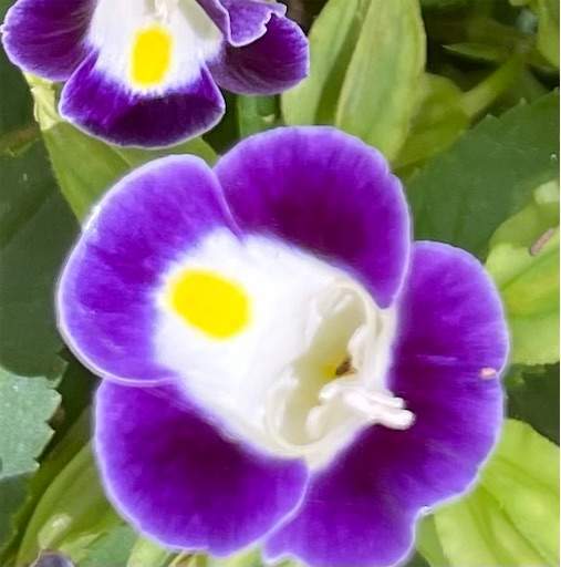 f:id:AIaoko:20210627175026j:image