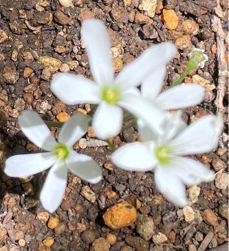 f:id:AIaoko:20210627181759j:image