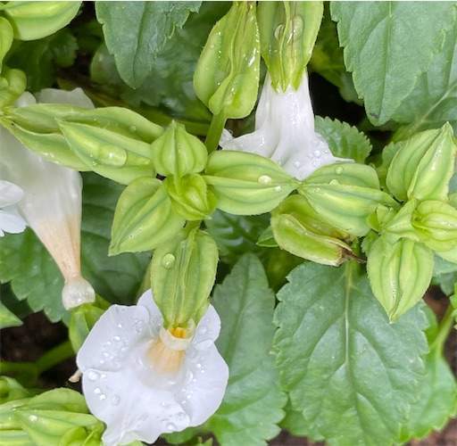 f:id:AIaoko:20210627182220j:image f:id:AIaoko:20210627182220j:image